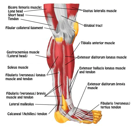 Muscles-of-Leg-Lateral-View